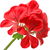 Pelargonie