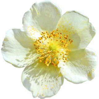 Cliff-rose