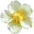 Cliff-rose