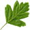 Hawthorn leaf