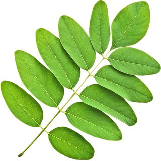 Black locust