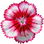 Sweet william