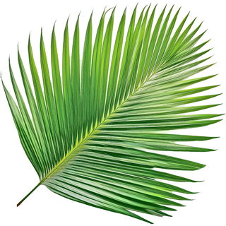 Palme