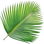 Palmblatt