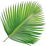 Palm leaf