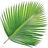 Palmblatt