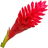 Ginger flower