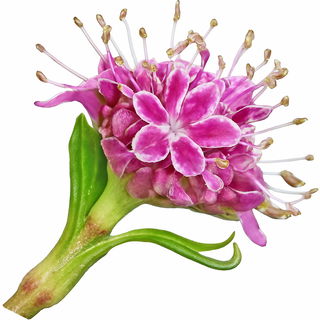 Spikenard absolute