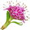 Spikenard
