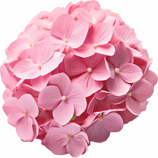 rosa Hortensie