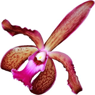 Cattleya leopoldii