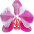 Frosted orchid