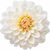 White dahlia