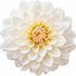 White dahlia