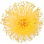 provenzalische Mimose