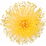 Grasse-Mimose