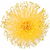 French mimosa absolute
