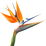 Strelitzia