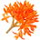 roter Osmanthus