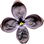 Black lilac