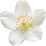 wilder Jasmin