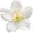 Mock-orange