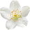 wilder Jasmin