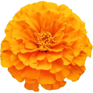 Aufrechte Studentenblume