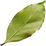 Pimento leaf
