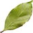 Pimento leaf