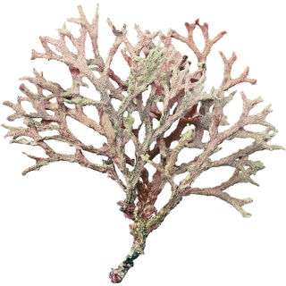 geräuchertes Eichenmoos