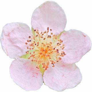Raspberry blossom