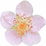 Raspberry blossom