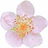 Raspberry blossom
