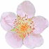 Raspberry blossom