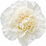 White carnation absolute