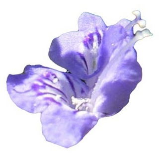 Russian sage