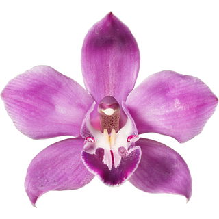 pinke Felsenorchidee