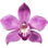 pinke Felsenorchidee