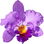 Purple cattleya orchid