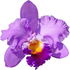 lila Cattleyaorchidee