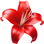 rote Lilie