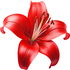 rote Lilie