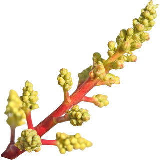 Mango blossom