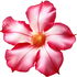 Desert rose