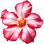 Wüstenrose