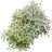Tree moss