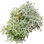 Tree moss