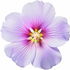 Mallow