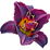 Voodoo Dancer daylily